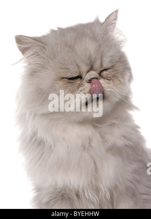 Il persiano Chinchilla gatto ritratto Studio Foto Stock