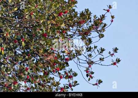 Redwing su Holly Tree Foto Stock