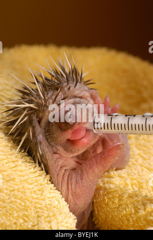 Salvato un bambino orfano hedgehog caldo bere latte di capra da una siringa Foto Stock