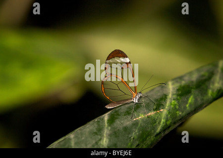 Una farfalla glasswing appoggiata su una foglia Foto Stock
