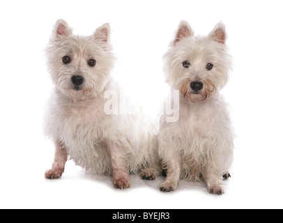 Due White West Highland Terrier seduta Studio Foto Stock