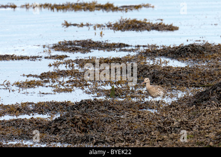 Curlew camminando lungo il fiume Coquet Foto Stock