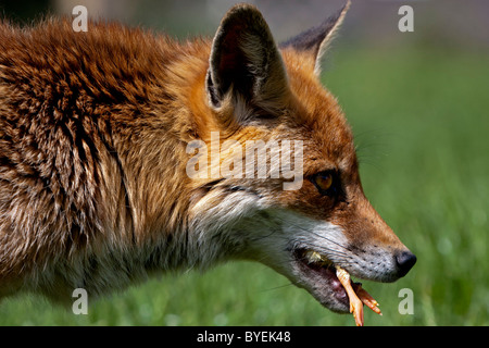 Red Fox Cub ,Vulpes vulpes con pasto.Close up colpo di testa Foto Stock