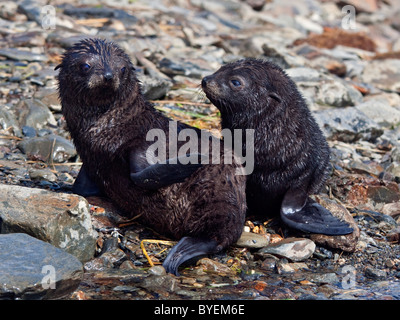 Due pelliccia Antartico cuccioli di foca (arctocephalus gazella), Godthul, Georgia del Sud Foto Stock