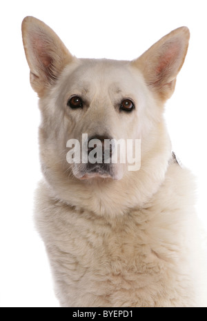 Bianco pastore tedesco colpo alla testa studio Foto Stock