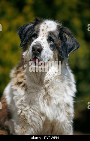 Moskauer Wachhund / Mosca Watchdog Foto Stock