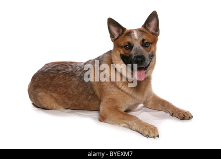 Miniature pinscher recante studio Foto Stock