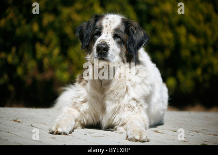 Moskauer Wachhund / Mosca Watchdog Foto Stock