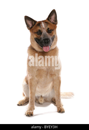 Miniature pinscher colpo alla testa studio Foto Stock
