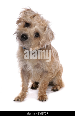 Border terrier dog sitter studio Foto Stock