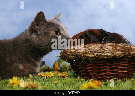 Glatthaarmeerschwein / cavia Foto Stock