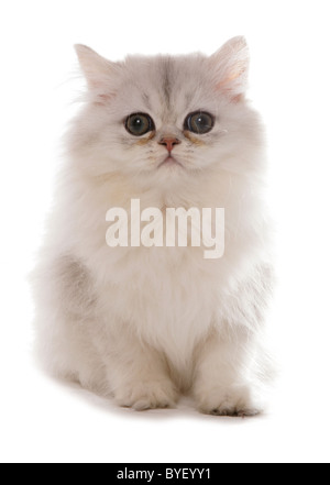 Il persiano chinchilla gattino seduto studio Foto Stock