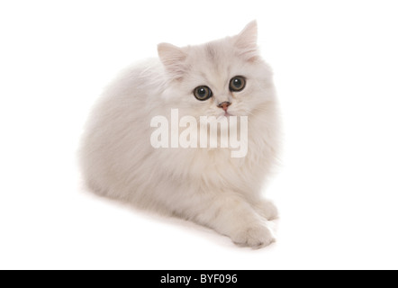 Il persiano chinchilla gattino seduto studio Foto Stock