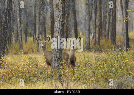 Mule Deer gemelli. Foto Stock