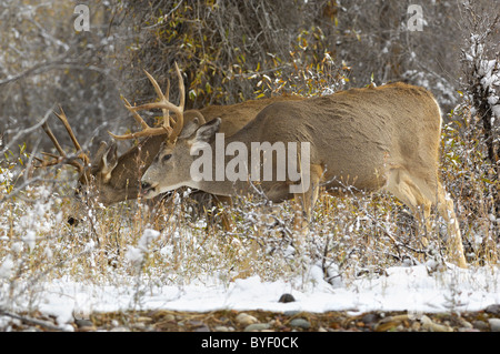 Mule Deer alimentazione lungo un ruscello di montagna dopo una nevicata. Foto Stock