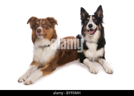 Due tri border collies recante studio Foto Stock