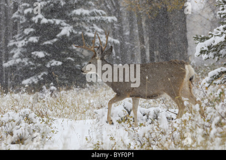 Mule Deer buck a piedi attraverso invernale di vecchia foresta di crescita. Foto Stock