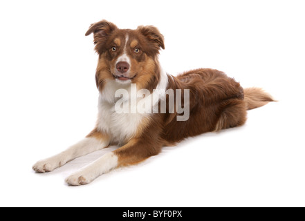 Border Collie cane studio pet intaglio Foto Stock