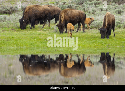 Buffalo di madri e neonati riflessa nella neve di primavera fuso. Foto Stock