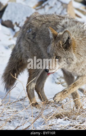 Un'immagine verticale di un coyote a piedi Foto Stock