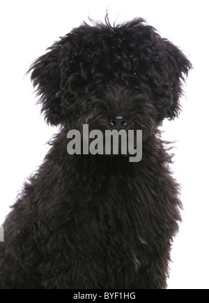 Labradoodle cucciolo colpo di testa Studio Foto Stock
