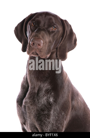 Tedesco a pelo corto puntatore singolo cane maschio adulto Ritratto di testa Studio Foto Stock