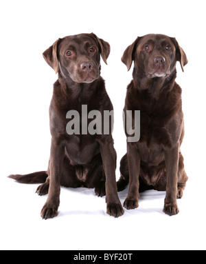 Due Labrador Retriever cani due femmine adulte seduta Studio Foto Stock