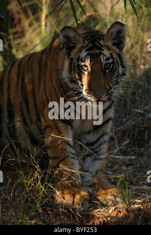 7-mese-vecchio femmina selvaggia tigre del Bengala cub in loco-luce in Bandhavgarh Riserva della Tigre, India Foto Stock