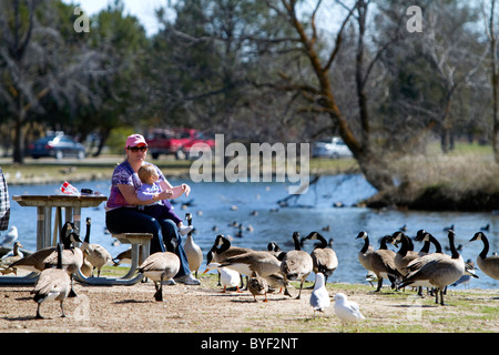 La madre e il bambino alimentazione di oche canadesi in Ann Morrison Park a Boise, Idaho, Stati Uniti d'America. Foto Stock