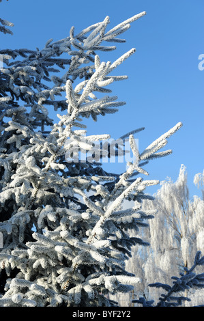 Abete coperto di brina trasformata per forte gradiente Foto Stock