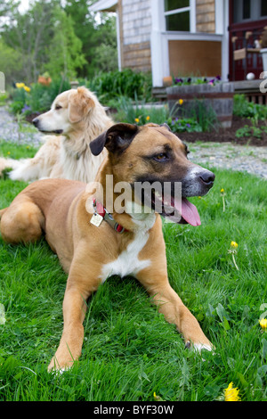 Due cani, mix boxer e golden retriever, che stabilisce in erba fuori in estate Foto Stock