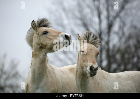 Junge Norweger / i cavalli giovani Foto Stock