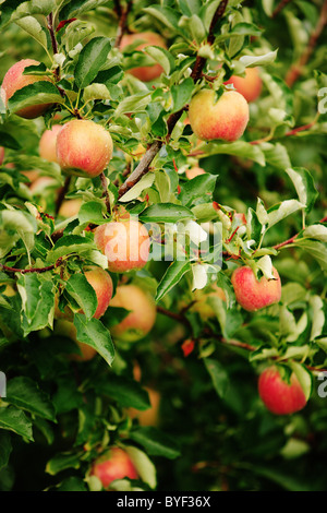 Carni rosse mele mature su un albero in attesa di essere raccolti. Le mele sono coperti di gocce di pioggia da una dolce doccia a pioggia. Foto Stock