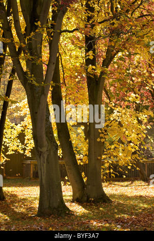 Colori autunnali in Beale Park in Berkshire, Inghilterra Foto Stock