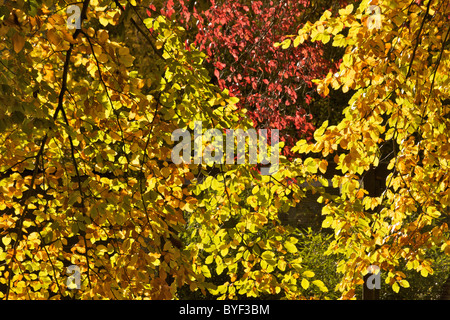 Colori autunnali in Beale Park in Berkshire, Inghilterra Foto Stock