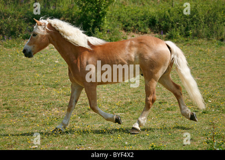 Trabender Haflinger / cavallo trotto Foto Stock