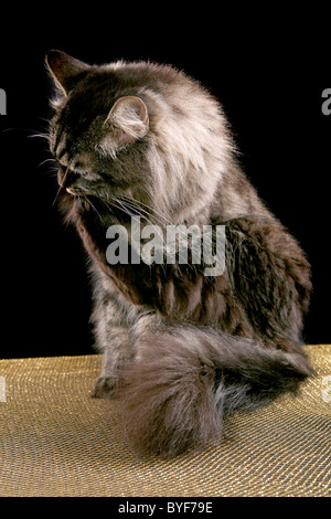 Sibirische Katze / gatto Siberiano Foto Stock