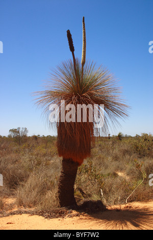 Struttura di erba precedentemente noto come una struttura ad albero Blackboy, Xanthorrhoea è un genere di piante di flowering nativa per l'Australia Foto Stock