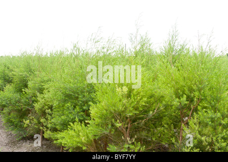 Tea Tree (Melaleuca alternifolia), a.k.a. a stretta lasciava paperbark, stretto-lasciava tea-tree, stretto-lasciava ti-tree o la neve in estate, Hualien, Taiwan Foto Stock