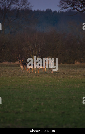 Un piccolo allevamento di Daini bucks negli ultimi della giornata di Sun Foto Stock