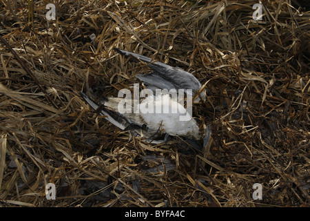 Dead seagull (aringa gabbiano) Larus argentatus Foto Stock