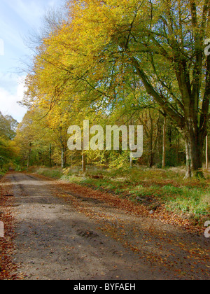 Foresta Savernake, Wiltshire, in autunno Foto Stock