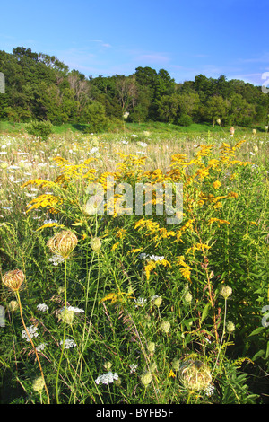 Shabbona Lake State Park - Illinois Foto Stock