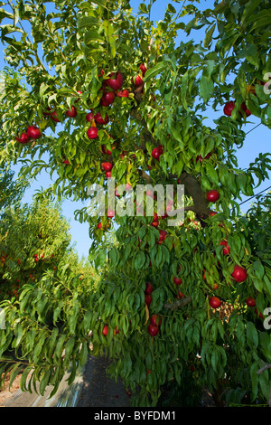 Pesche noci orchard in estate con il raccolto maturo pronto nettarine sugli alberi / vicino Fowler, San Joaquin Valley, California, Stati Uniti d'America. Foto Stock