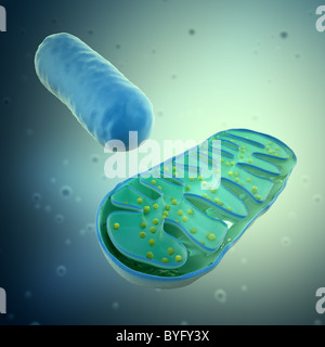 3D rendering di un Mitochondrium - illustrazione di microbiologia Foto Stock