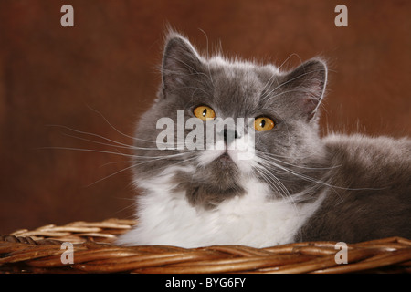 Highlander Foto Stock