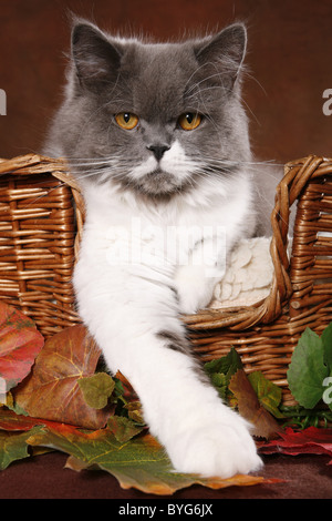 Highlander Foto Stock