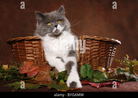 Highlander Foto Stock