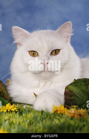 Highlander Foto Stock