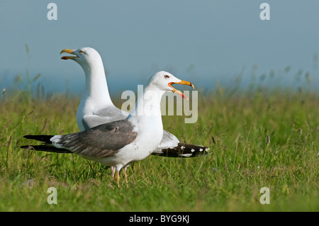 Lesser Black-backed Gull (Larus fuscus). Chiamando adulto in estate piumaggio in piedi sul prato con le aringhe gabbiano (Larus argentatus) Foto Stock